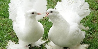 المدینه التی حمامها ملیونیرات