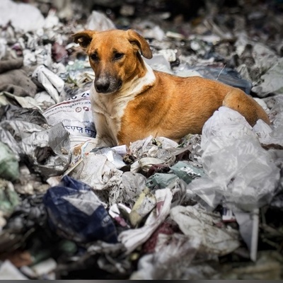 معجزه فی الشوارع: کلب ضال ینقذ طفلًا مهجورًا من القمامه