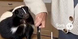 ردود فعل الحیوانات المذهله عند رؤیه أقرانها مقتولین—والذین أغشی علیهم مضحکون جدًا 🤣