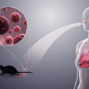 کل ما ترید معرفته عن فیروس هانتا الجدید؛ ما مدى خطورته؟ + طرق الانتقال والوقایه