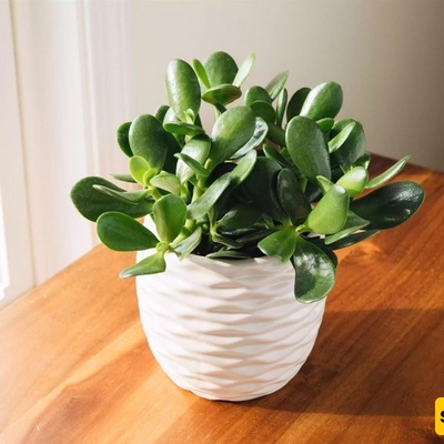 الضوء والحراره والتربه: العوامل الأساسیه لازدهار نبات الیشم