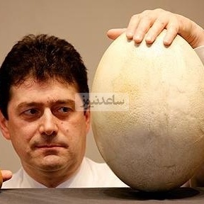 عجب أثری: العثور على بیضه عمرها 1700 عام بسائلها الداخلی السلیم—معجزه من قلب التاریخ!