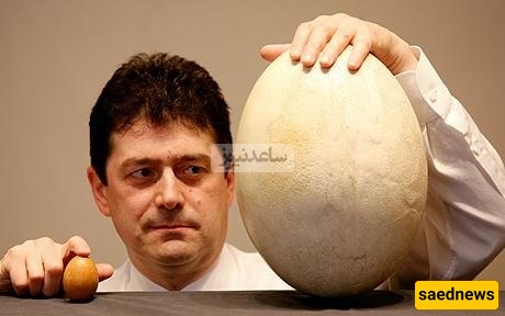 عجب أثری: العثور على بیضه عمرها 1700 عام بسائلها الداخلی السلیم—معجزه من قلب التاریخ!