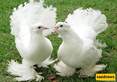 المدینه التی حمامها ملیونیرات