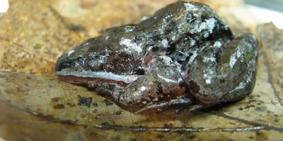 السر الغریب للحیوانات التی تتجمد دون أن تموت!