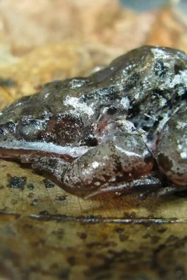 السر الغریب للحیوانات التی تتجمد دون أن تموت!