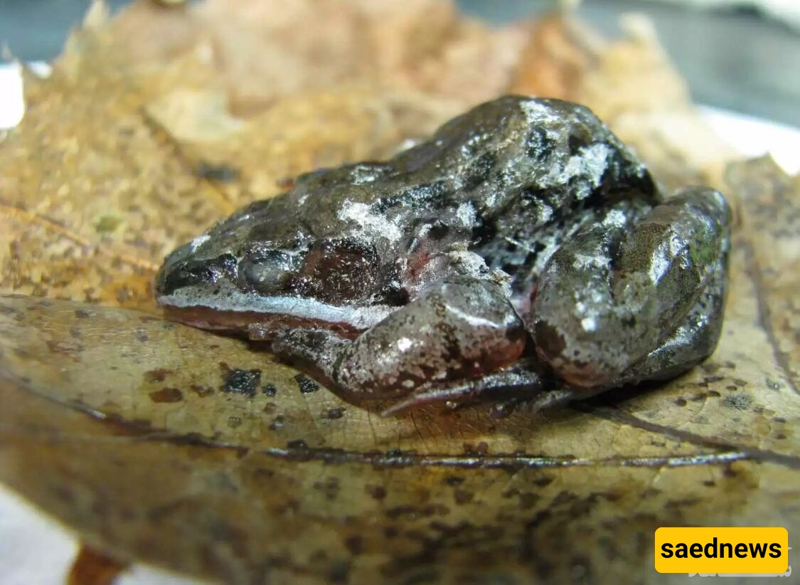 السر الغریب للحیوانات التی تتجمد دون أن تموت!