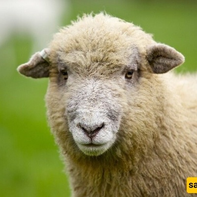 أغرب ولاده فی مزرعه: خروف یلد مخلوقًا ثمانی الأرجل + صور