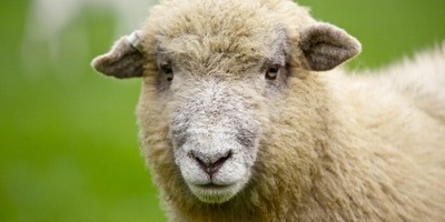 أغرب ولاده فی مزرعه: خروف یلد مخلوقًا ثمانی الأرجل + صور