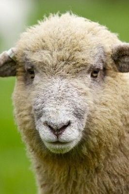 أغرب ولاده فی مزرعه: خروف یلد مخلوقًا ثمانی الأرجل + صور