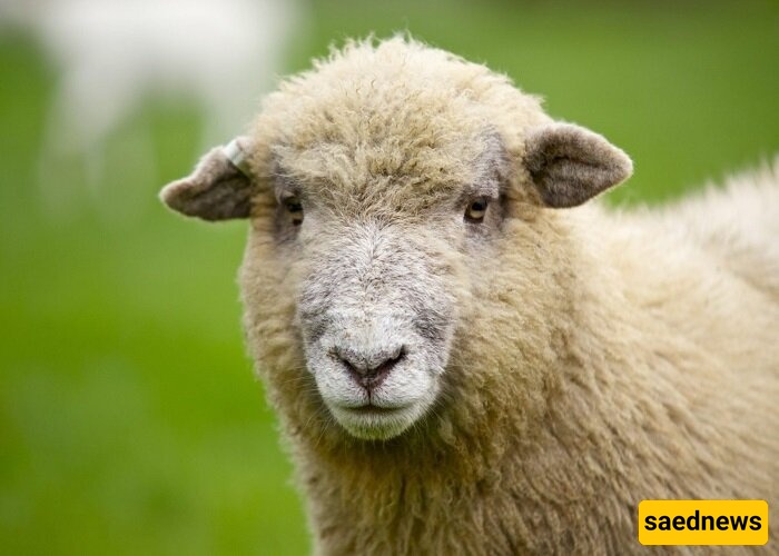 أغرب ولاده فی مزرعه: خروف یلد مخلوقًا ثمانی الأرجل + صور