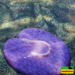 اکتشاف مذهل: أول حیوان غیر متماثل عمره 555 ملیون سنه فی أسترالیا… وعلامه سؤال مقلوبه على جسده