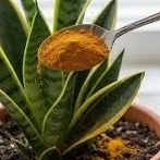 کیفیه تحضیر محلول الکرکم المنزلی لنمو أسرع للنباتات وأزهار جمیله