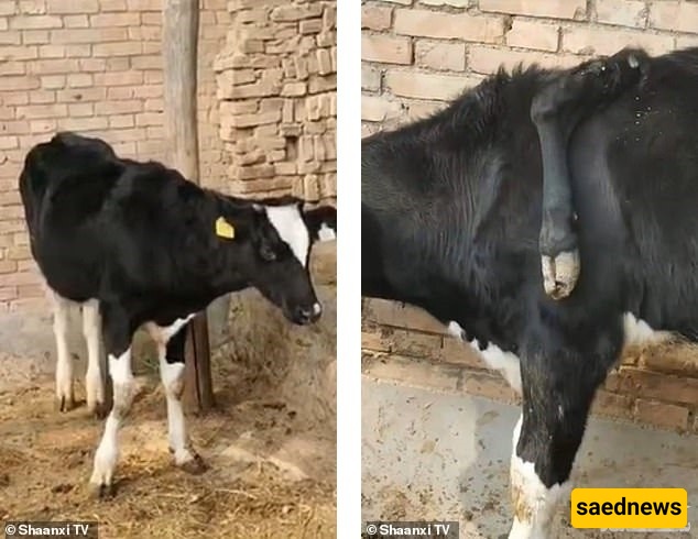 البقره 