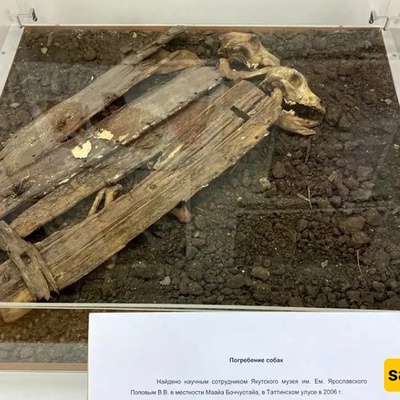 سر الطقس القدیم: دفن کلاب التضحیه تحت مهد الموالید