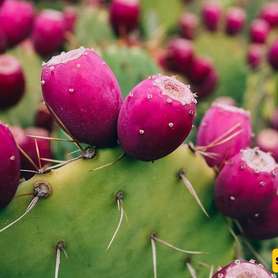 کیفیه زراعه ورعایه التین الشوکی