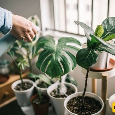 لماذا تتحول النباتات المتنوعه الألوان إلى اللون الأخضر؟