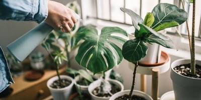 لماذا تتحول النباتات المتنوعه الألوان إلى اللون الأخضر؟