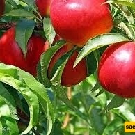 کیف تزرع وتعتنی بشجره النکتارین