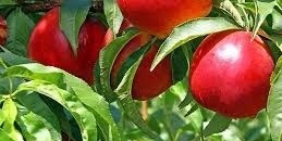 کیف تزرع وتعتنی بشجره النکتارین