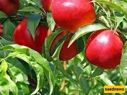 کیف تزرع وتعتنی بشجره النکتارین