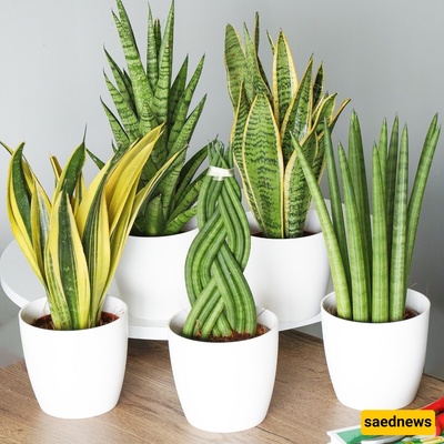 9 نباتات منزلیه محظوظه تجلب لک الحظ — امنح نفسک بعض الحظ بهذه الزهور [+صور]