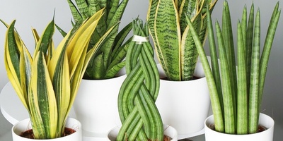 9 نباتات منزلیه محظوظه تجلب لک الحظ — امنح نفسک بعض الحظ بهذه الزهور [+صور]