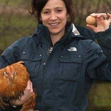 أغلى دجاجه فی العالم وذهبیه: تبیض بیضاً من الذهب الحقیقی بقیمه 480 جنیهًا + صور