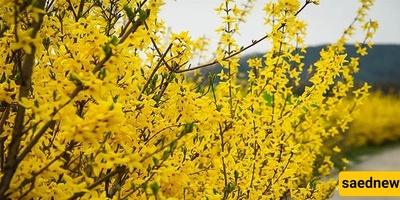 زراعه ورعایه الیاسمین الأصفر: دلیل شامل