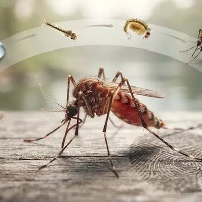 کم تعیش البعوضات؟ طرق الحدّ من البعوض والسیطره علیه