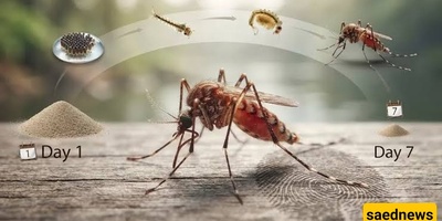کم تعیش البعوضات؟ طرق الحدّ من البعوض والسیطره علیه