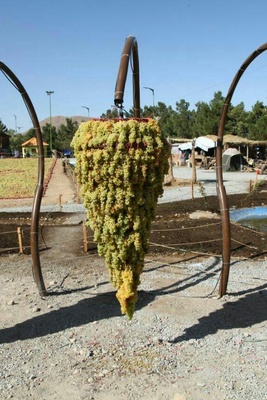 بالصور.. اکتشفوا روعه مهرجان العنب الثامن فی أرومیه