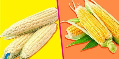الذره الصفراء مقابل الذره البیضاء: أیهما أفضل للصحه والطهی؟