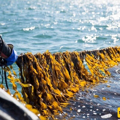 سته أطعمه یحتمل أن تزداد شعبیتها مع احترار کوکب الأرض