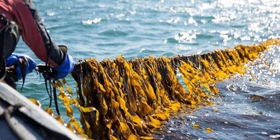 سته أطعمه یحتمل أن تزداد شعبیتها مع احترار کوکب الأرض