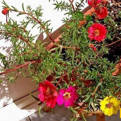 کیفیه زراعه ورعایه الرجله المزهره (بورتولاکا)