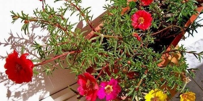 کیفیه زراعه ورعایه الرجله المزهره (بورتولاکا)