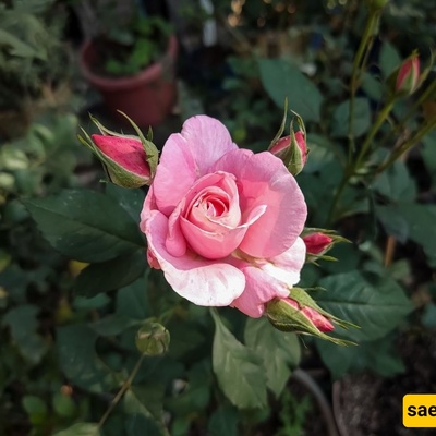 کیفیه تقویه نباتات الورد: طرق بسیطه لتشجیع نمو أکثر صحه