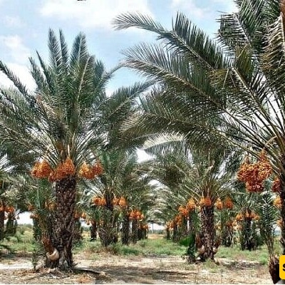 انتاج التمور یصل إلى ملیون و300 ألف طن فی العام الحالی