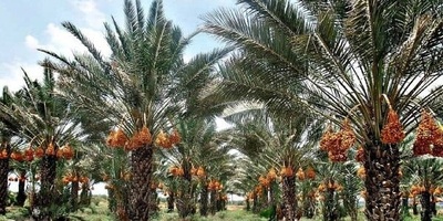 انتاج التمور یصل إلى ملیون و300 ألف طن فی العام الحالی