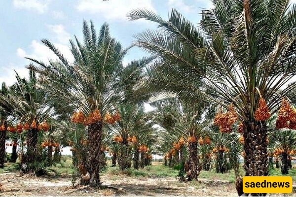 انتاج التمور یصل إلى ملیون و300 ألف طن فی العام الحالی