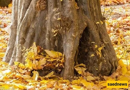 غابات لفور
