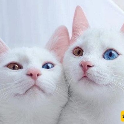 علامه سیئه لأصحاب القطط: الفصام قد یکون فی انتظارک