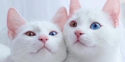 علامه سیئه لأصحاب القطط: الفصام قد یکون فی انتظارک