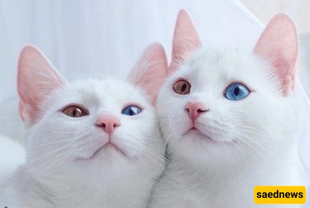 علامه سیئه لأصحاب القطط: الفصام قد یکون فی انتظارک