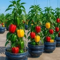 کیفیه زراعه وحصاد الفلفل فی زجاجه صودا على سطح منزلک — فلفل طازج بسهوله!