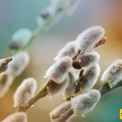 زراعه ورعایه الصفصاف المسکی (بیدمشک)