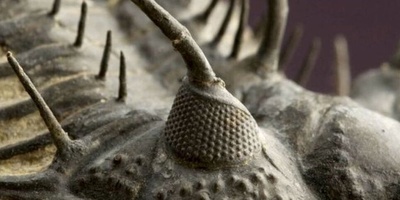 لعشاق الحیوانات: هذا الکائن عیونه مصنوعه من الحجر