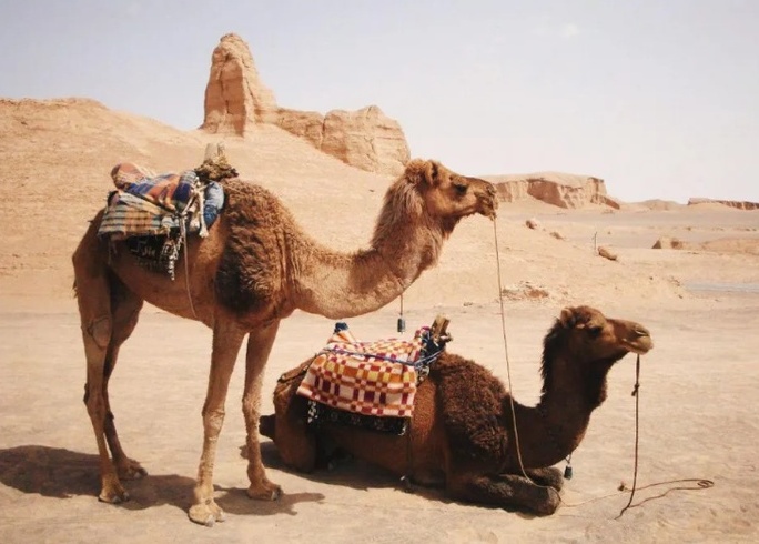 کلوت شهداد