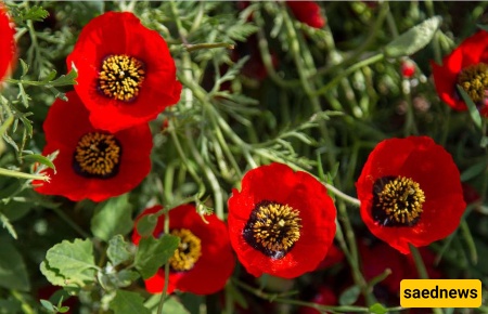 دشت شقایق کالپوش